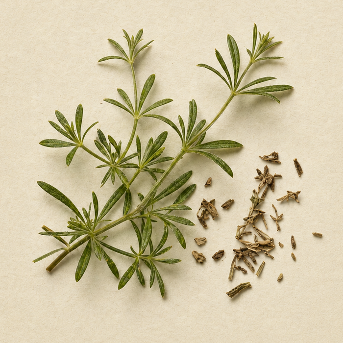 Cleavers plant close-up