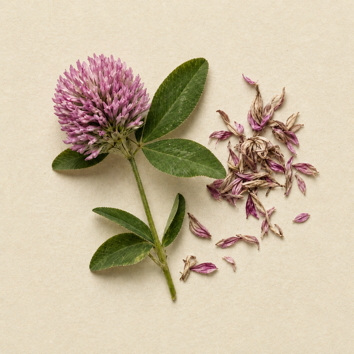 Red clover flower close-up